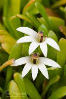 Selliera flowers