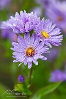 Smooth blue aster