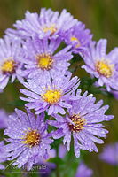 Smooth blue aster