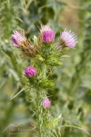 Winged thistle