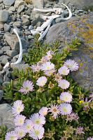 New Zealand ice plant