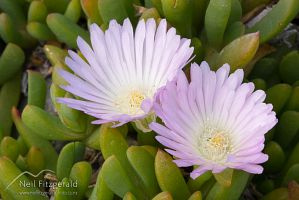New Zealand ice plant