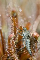 Fly trapped by sundew