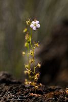 Sundew