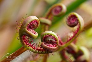 Fork-leaved sundew leaves