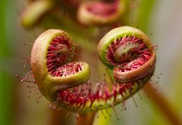 Caryophyllales (sundews, iceplants & docks)
