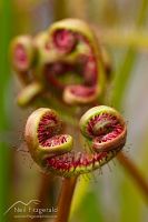 Fork-leaved sundew leaves
