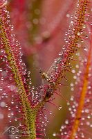 Fork-leaved sundew
