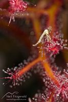 Forked sundew