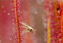 Carnivorous plants