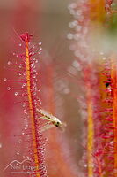 Fork-leaved sundew