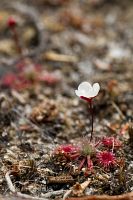 Pygmy drosera