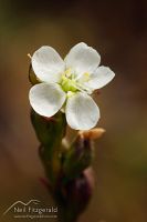 Sundew