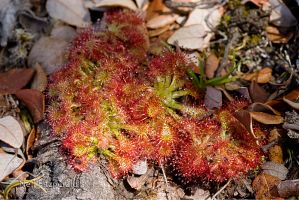 Sundew