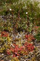 Sundew