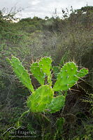 Drooping prickly pear