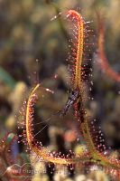 Forked sundew