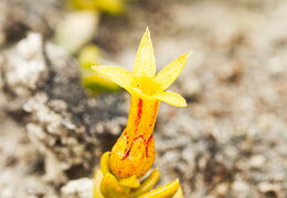Celastrales (stackhousia)