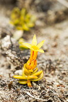 Stackhousia minima