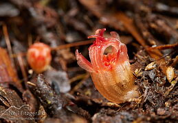 Dioscoreales (fairy lantern)