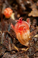 Fairy lantern flower