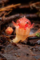 Fairy lantern flower