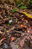 Fairy lantern in litter