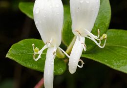 Dipsacales (honeysuckle)