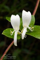 Japanese honeysuckle