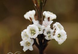 Ericales (heaths)