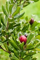 Tawapo with fruit