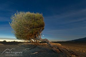 Monoao on the desert