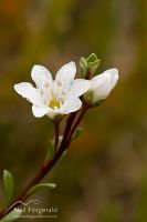 Sea primrose