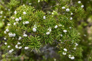Prickly mingimingi