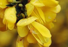Fabales (legumes & wattles)