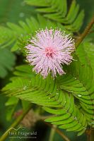 Sensitive plant