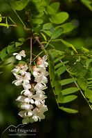 Black locust