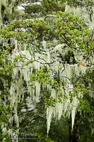 Mountain beech
