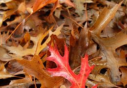 Fagales (beeches & oaks)
