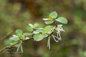 Coprosma spathulata