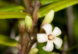 Gentianales (coprosma & gentians)