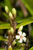 New Zealand jasmine