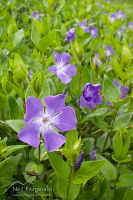 Periwinkle