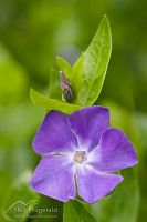 Periwinkle