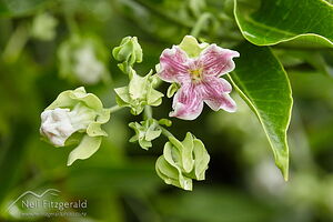 Moth plant