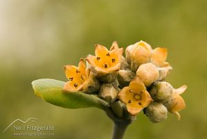 Mangrove flowers