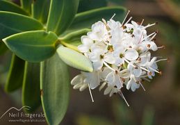 Lamiales (hebe & foxglove)