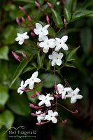 Jasmine in flower