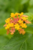 Lantana