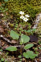 Mountain foxglove